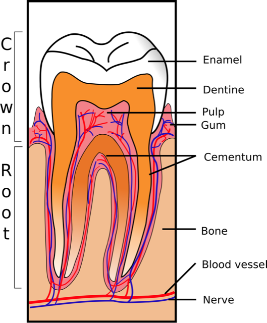 Parts Of A Tooth Lakeshore Dentist Mississauga Lorne - Tooth Diagram Periodontal Ligament (529x640), Png Download