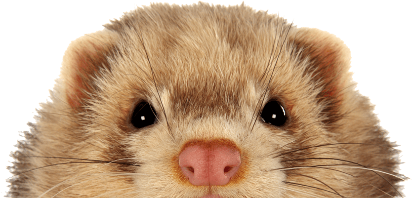 Keeping Ferrets Safe - Ferret (921x465), Png Download
