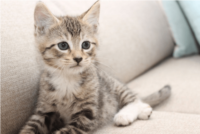 Photo Of Snickers Nk2855 - Kitten (638x638), Png Download