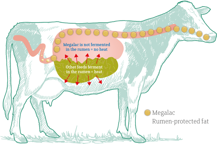 Figure 1 Dietary Fats Reduce 'internal' Heat Production - Heat Production Animal (731x497), Png Download