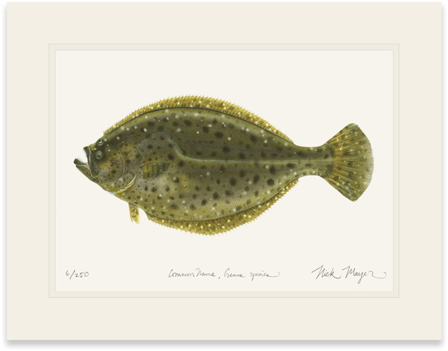 Sign Up And Get 10% Off - Coastal Maine Fish (1024x855), Png Download