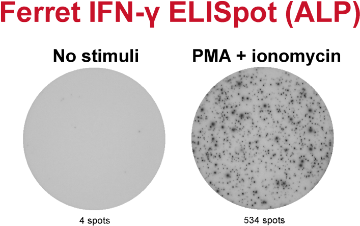 Ferret Ifn-γ Elispot - Circle (800x524), Png Download