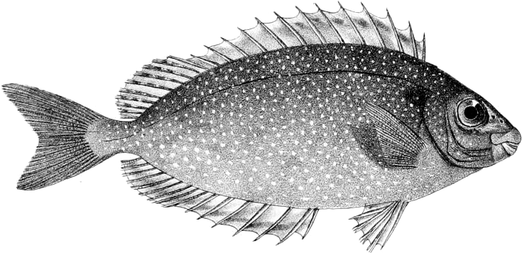 Siganus Fuscescens - Siganus Canaliculatus (850x450), Png Download