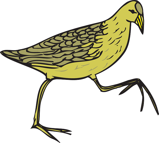Picture Free At Getdrawings Com Free For Personal Use - Cartoon Feathers On Bird (640x575), Png Download