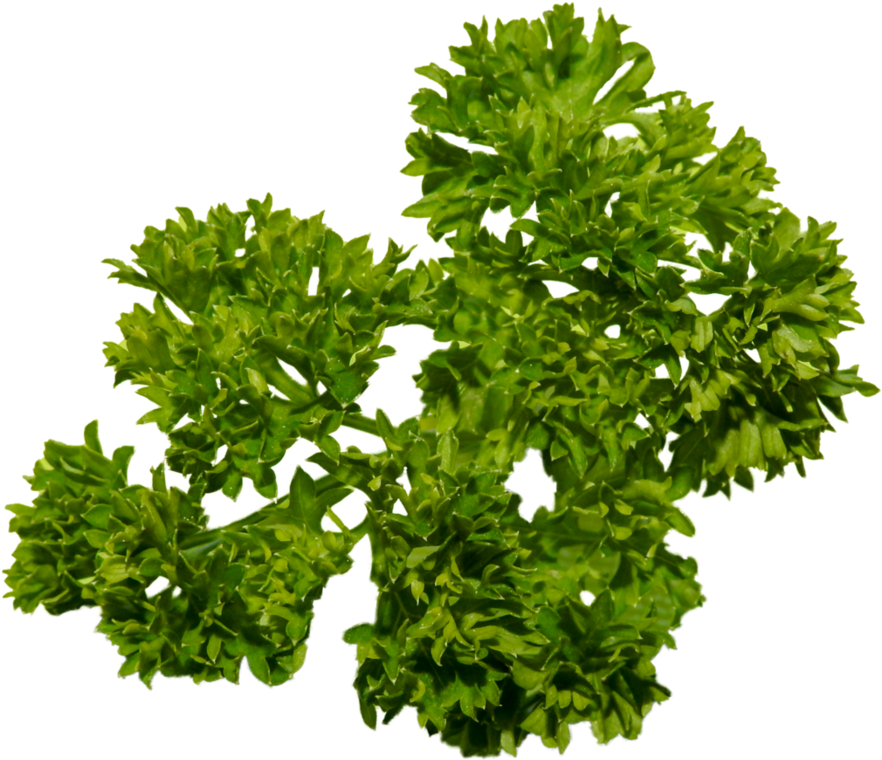 Parsley Png - Tree (894x894), Png Download