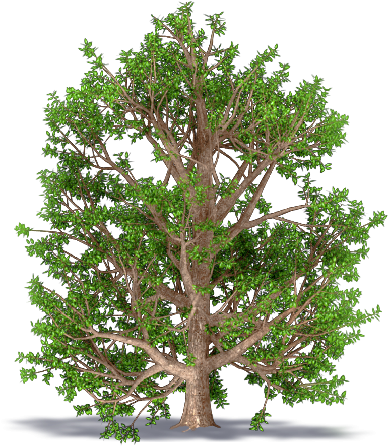 Ash Monophyllous - American Larch (1000x1000), Png Download