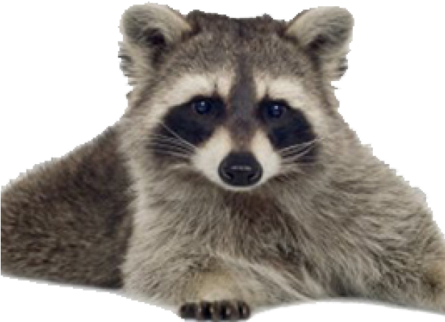 Raccoon (640x480), Png Download