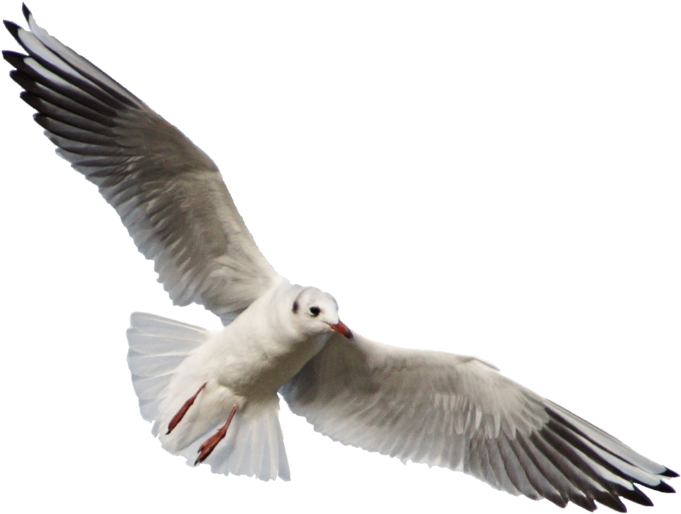 Free Png Download Gull Png Images Background Png Images - Seagull Png (850x617), Png Download
