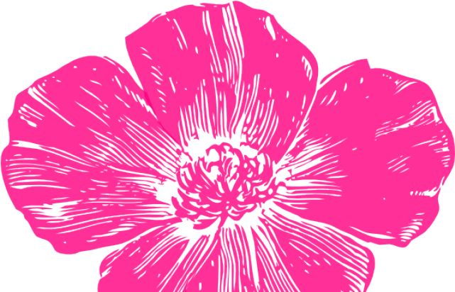 Petal Clipart Hot Pink Rose - California Poppy Transparent Background (640x480), Png Download