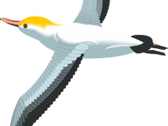Sea Bird Clipart (640x480), Png Download