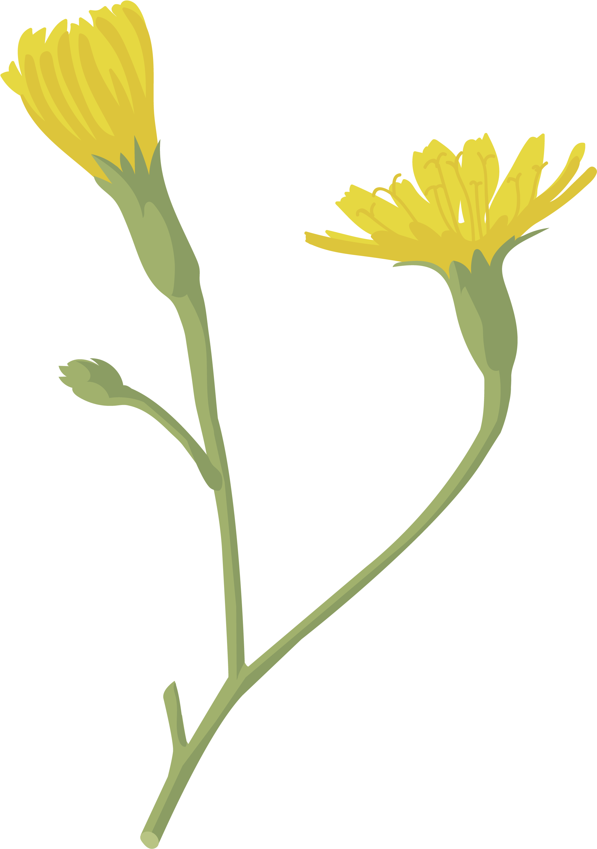 Lechugón - English Marigold (2480x3508), Png Download