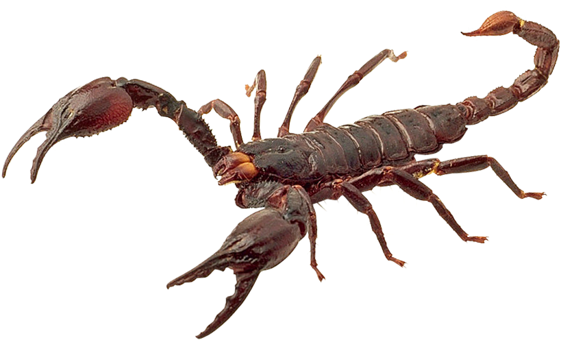 900 X 580 - Scorpion Png (900x580), Png Download