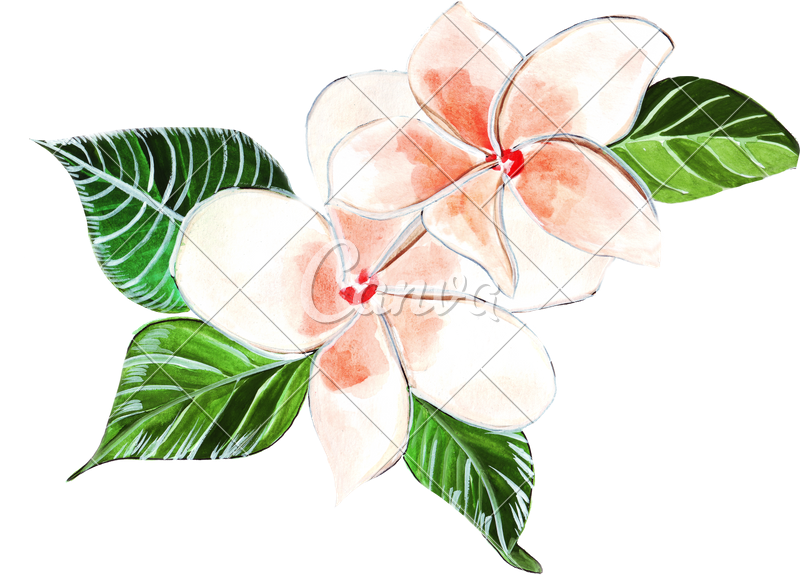 Plumeria Clipart Painting - Plumeria Transparent (800x575), Png Download
