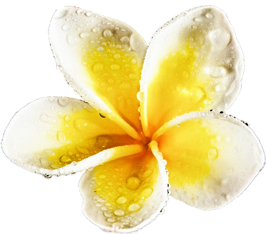 Water Drop Plumeria By Jeanicebartzen - Frangipani (961x832), Png Download