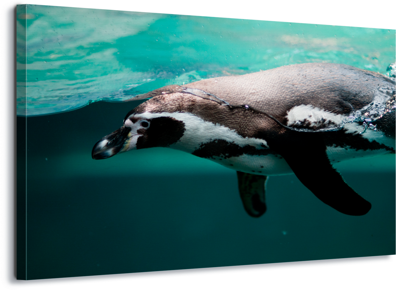 Pittsburgh Zoo Animals (1400x967), Png Download