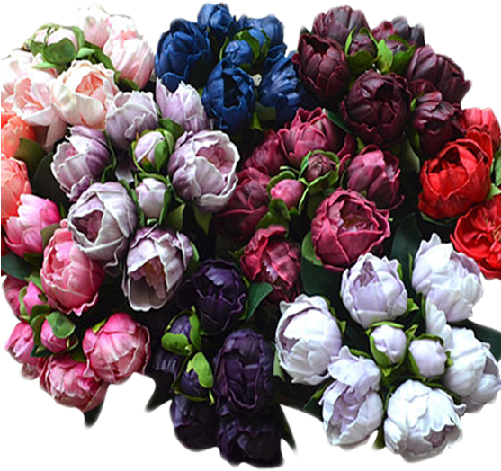 Peony - Garden Roses (556x578), Png Download