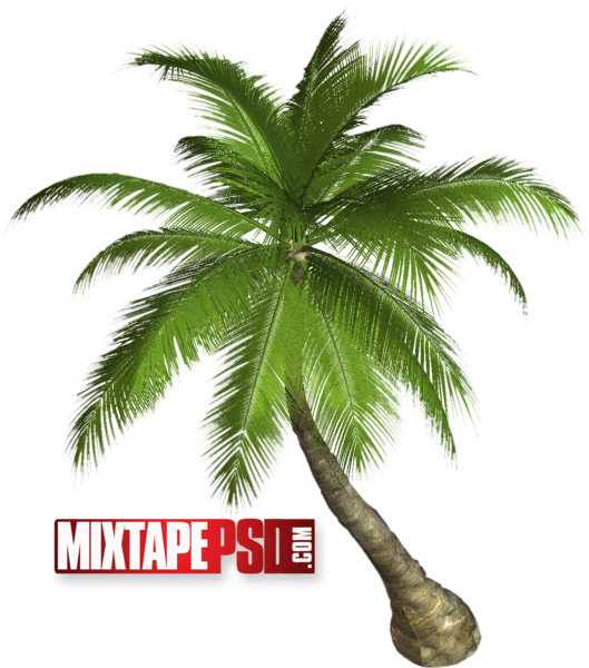 Palm Tree - Palm Tree Png (529x600), Png Download