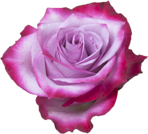 Deep Purple - Purple Rose - Floribunda (600x601), Png Download