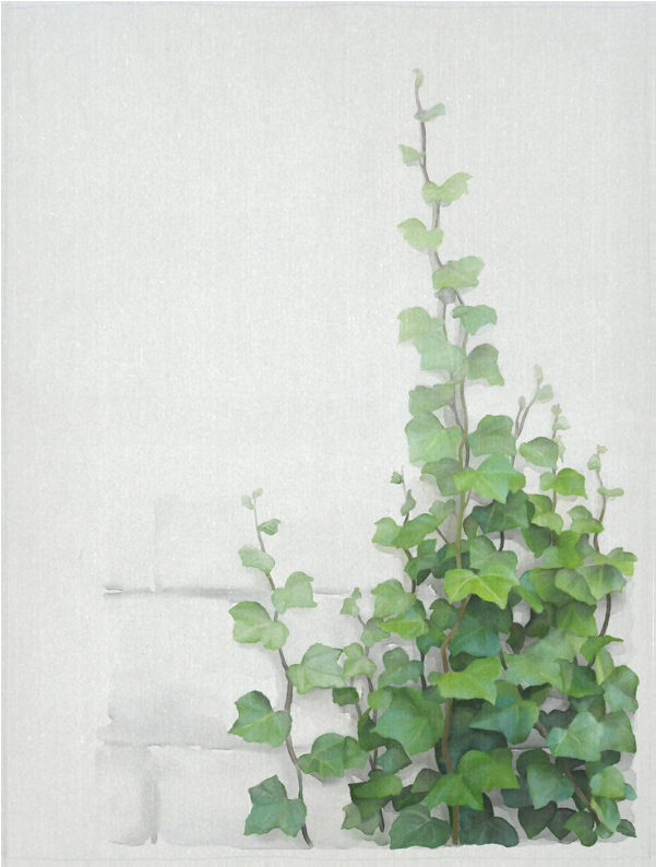 Watercolor Vines, Climbing Plant Cotton Linen Wall - Green Creeper Wall Painting (1000x1000), Png Download