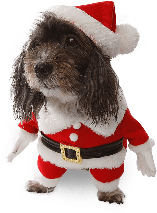 Costumes Star Wars Ewok Pet Dog Costume, Australia - Companion Dog (800x800), Png Download