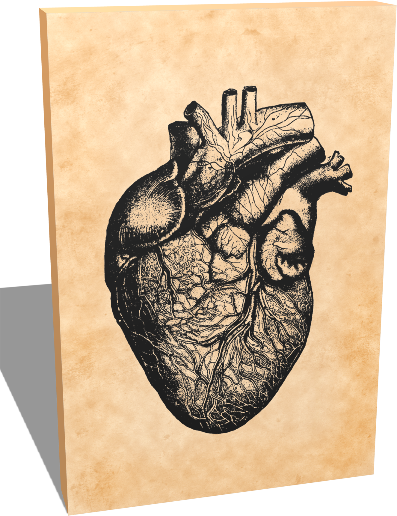 Portrait Canvas - Vintage Anatomy - Heart - Gifts For - Heart (1463x2048), Png Download