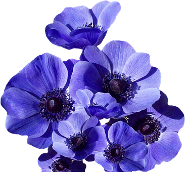 Poppy, Blossom, Bloom, Summer - Anemone Blue Poppy - 25 Fresh Bulbs (366x340), Png Download