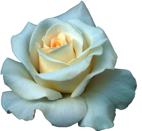 Full Grown White Rose Png - Beautiful White Rose Flowers (500x442), Png Download