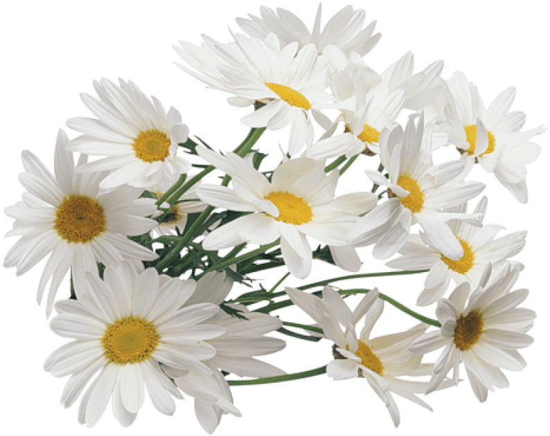 Free Png Camomile Png Images Transparent - Chamomile Png (850x662), Png Download