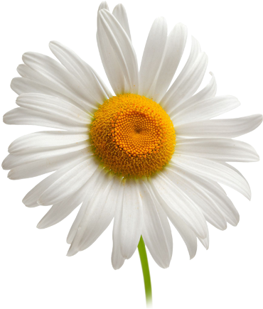 Camomile Png Image, Free Flower Picture Facial Cleansers, - Camomile Png (474x500), Png Download