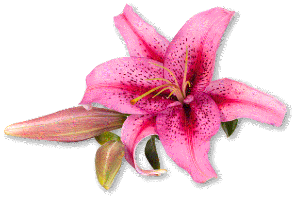 Wedding Flowers, Including Bridal Bouquets, Ceremony - Floral Design (631x422), Png Download