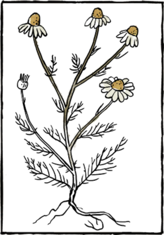 Book Herb08 - Book (330x472), Png Download