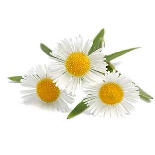Chamomile German - Sanidog Professional Pet Love Camomile Wipes - Minimum (400x400), Png Download