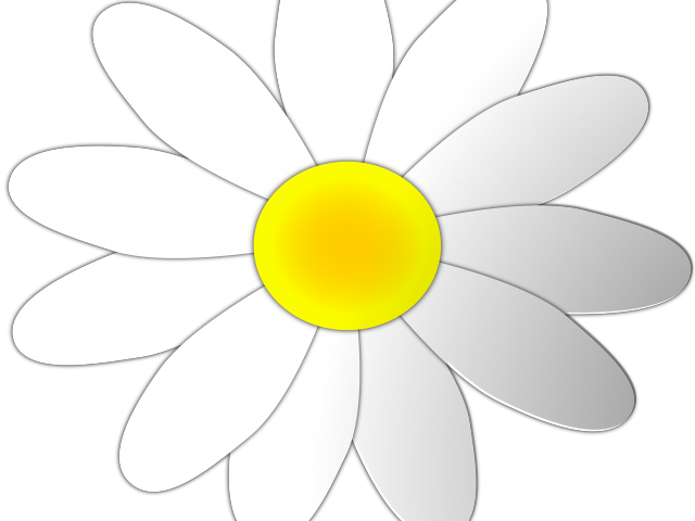 Chamomile Clipart Daisy - Clip Art (640x480), Png Download