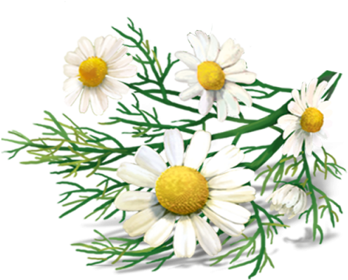 Chamomile Png Transparent Images - Chamomile Tea Png (640x480), Png Download