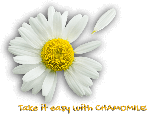 Download Image - Oxeye Daisy - Full Size PNG Image - PNGkit