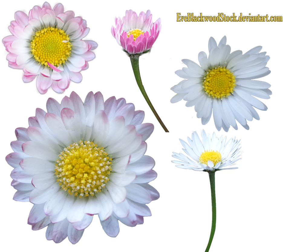 Daisy Clipart Transparent Background - Portable Network Graphics (959x834), Png Download