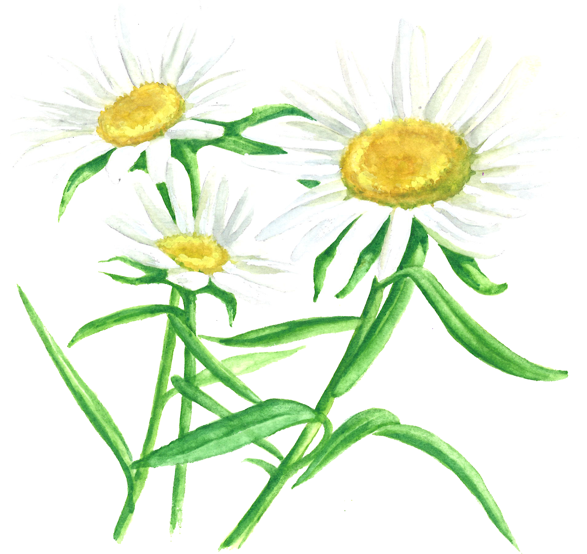 Dandelion - Chamomile (1909x1800), Png Download