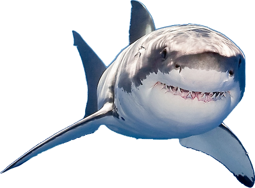 Tiny Great White Shark (500x368), Png Download