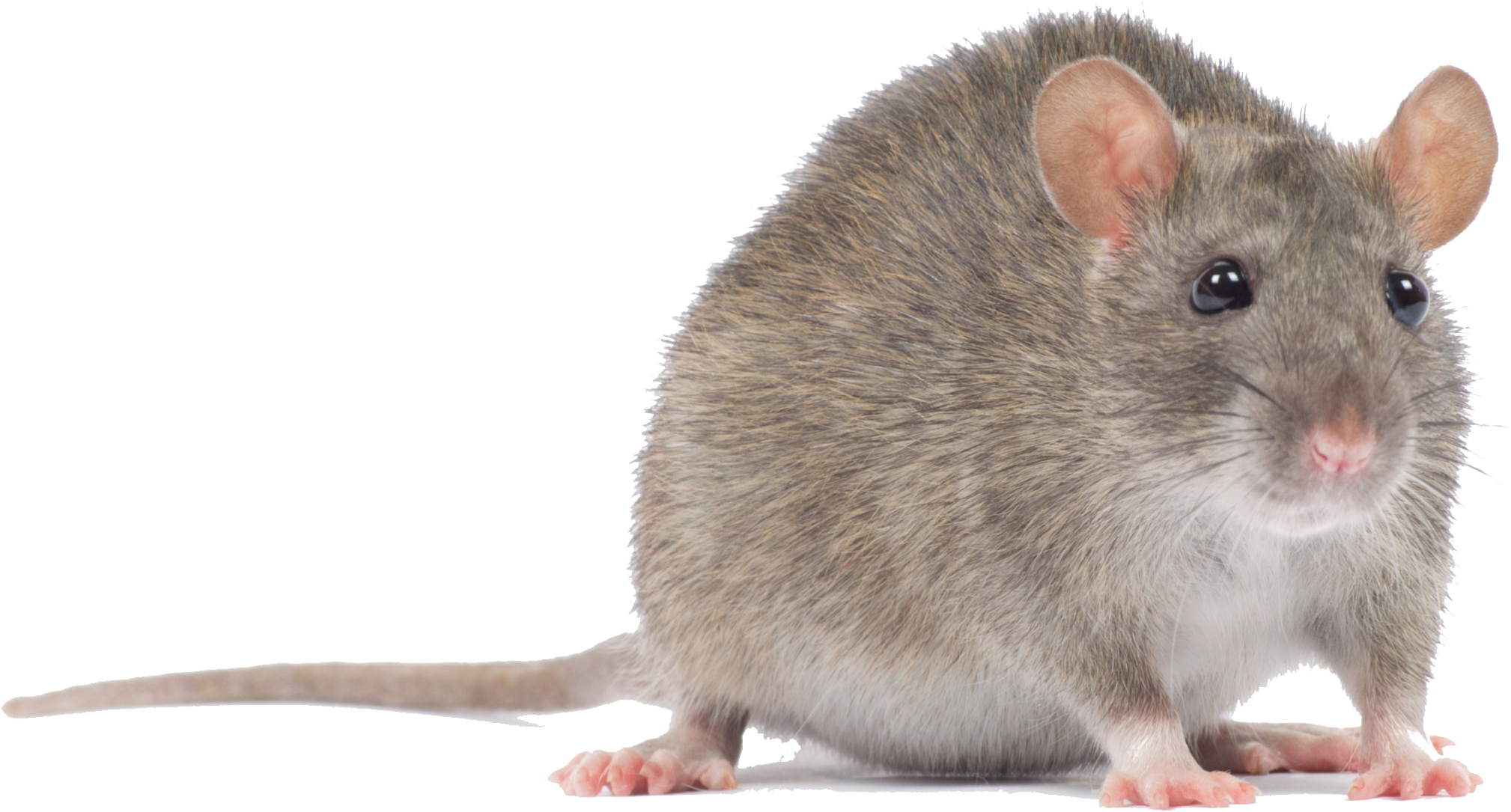 Mouse - Mouse Animal Png (2092x1175), Png Download