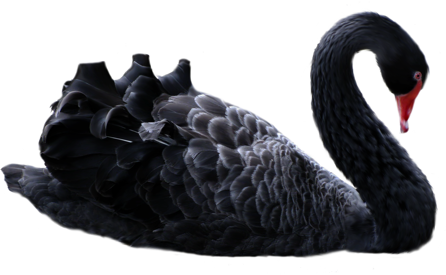 Chasing Black Swans, Taking Down Tournaments, And Discovering - Black Swan Png (1500x924), Png Download
