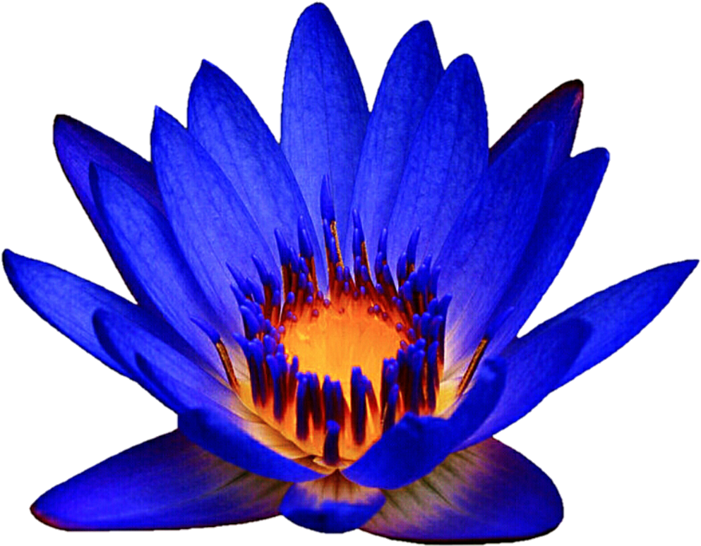 Ocean Blue Waterlily By Jeanicebartzen27 Ocean Blue - Egyptian Lotus (993x774), Png Download
