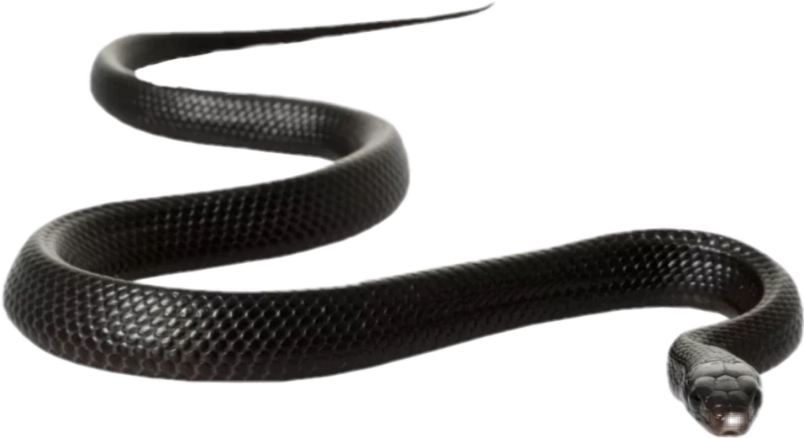Rat Snake Clip Art (880x480), Png Download