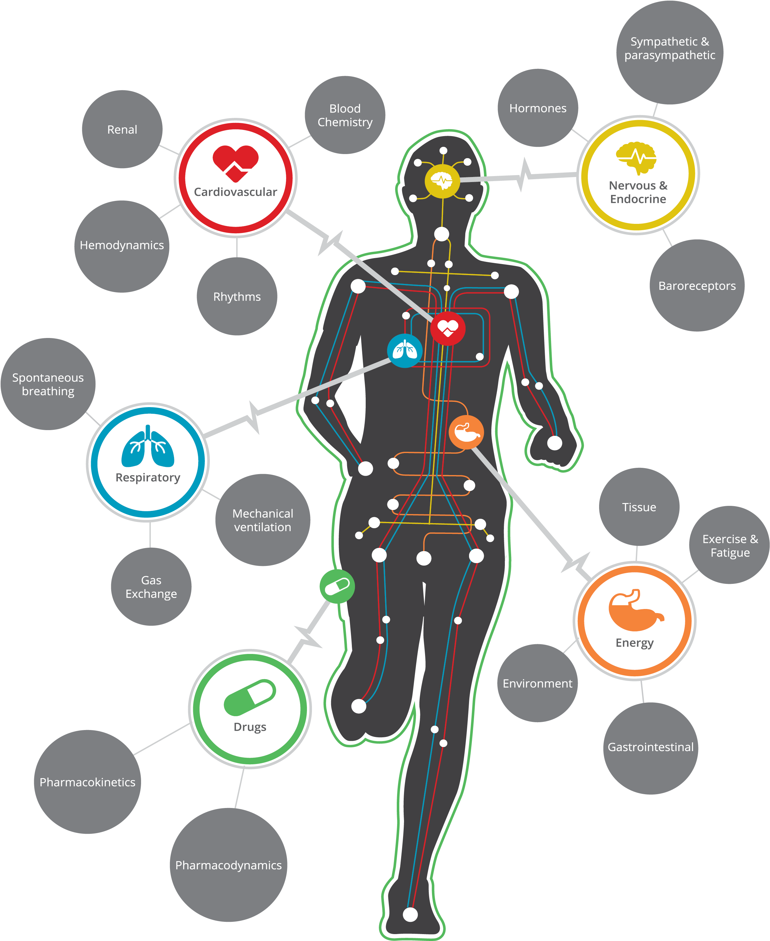 The Pulse Physiology Engine Is A Fork Of The Biogears - Physiology Png (2550x3300), Png Download