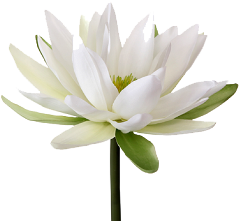 Water Lily Flower Png (640x480), Png Download