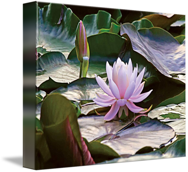 650 X 593 3 - Water Lily (650x593), Png Download