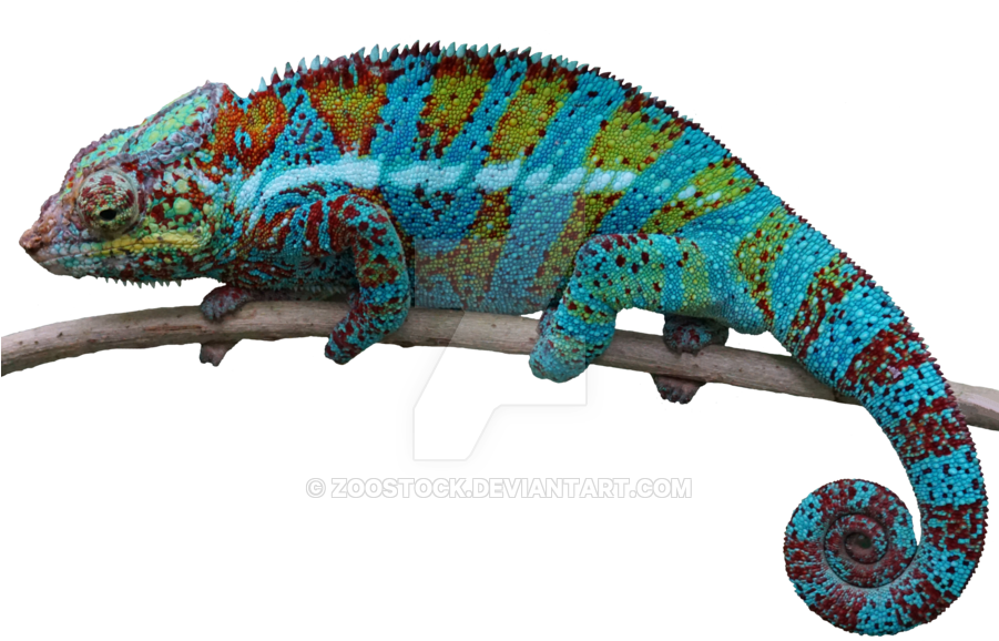 Chameleon Png - Reptiles Png (900x612), Png Download