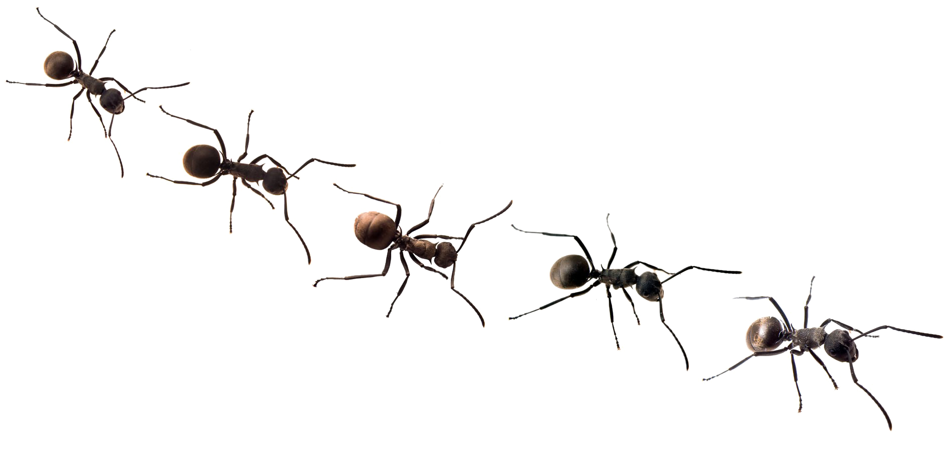 Ants Png Free Background - Blank Ants (1920x1280), Png Download
