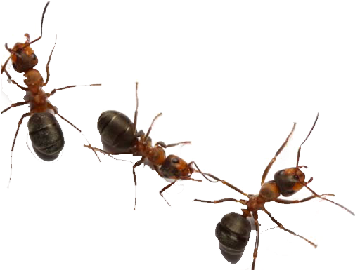Carpenter Ant (852x480), Png Download
