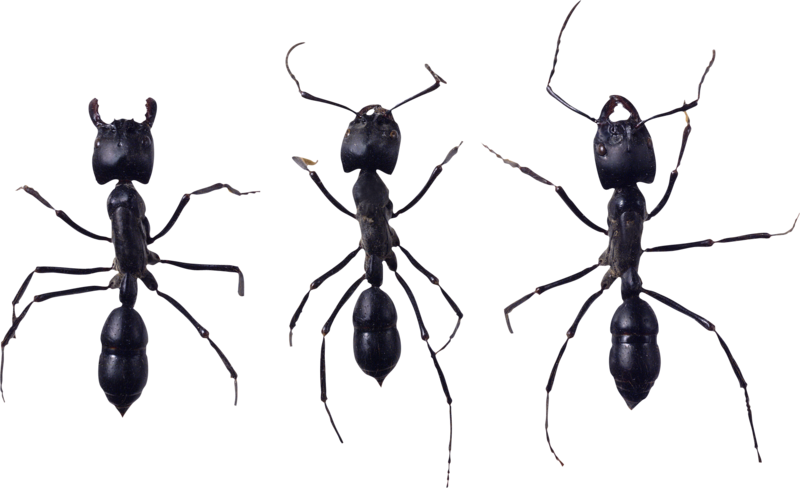 Ant Png, Download Png Image With Transparent Background, - Ant (800x488), Png Download