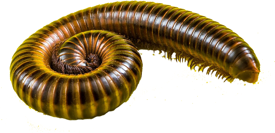 Centipeds & Millipedes - Millipedes (935x713), Png Download
